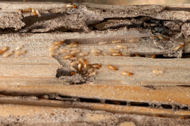 Best Cockroach Control Services  in Nd Lake, WI